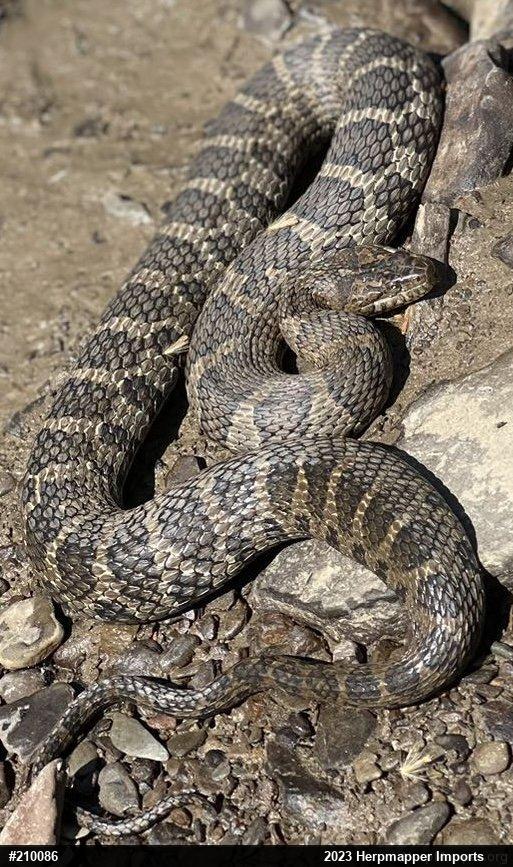 Northern Watersnake
