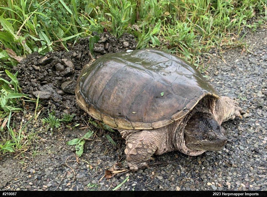 Snapping Turtle