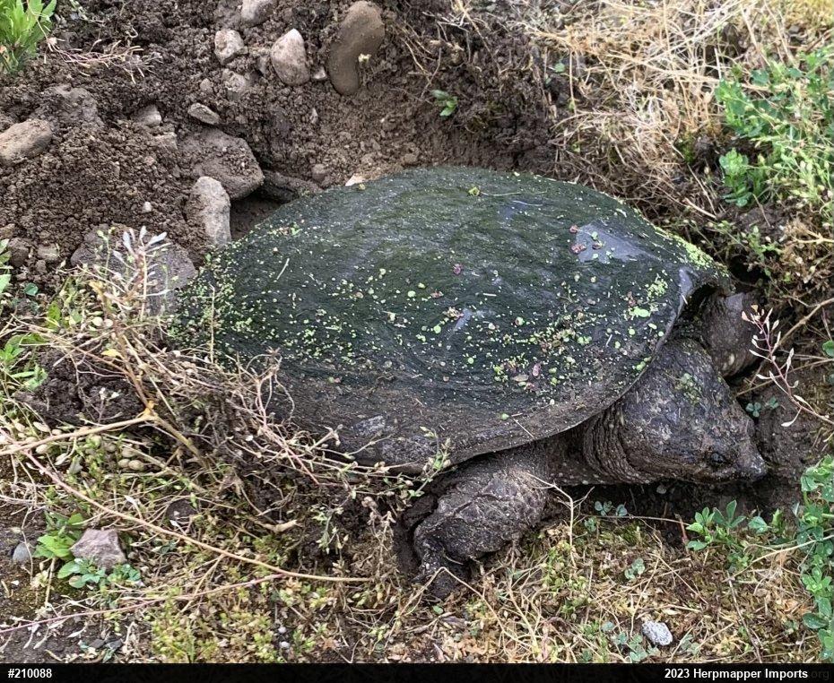 Snapping Turtle