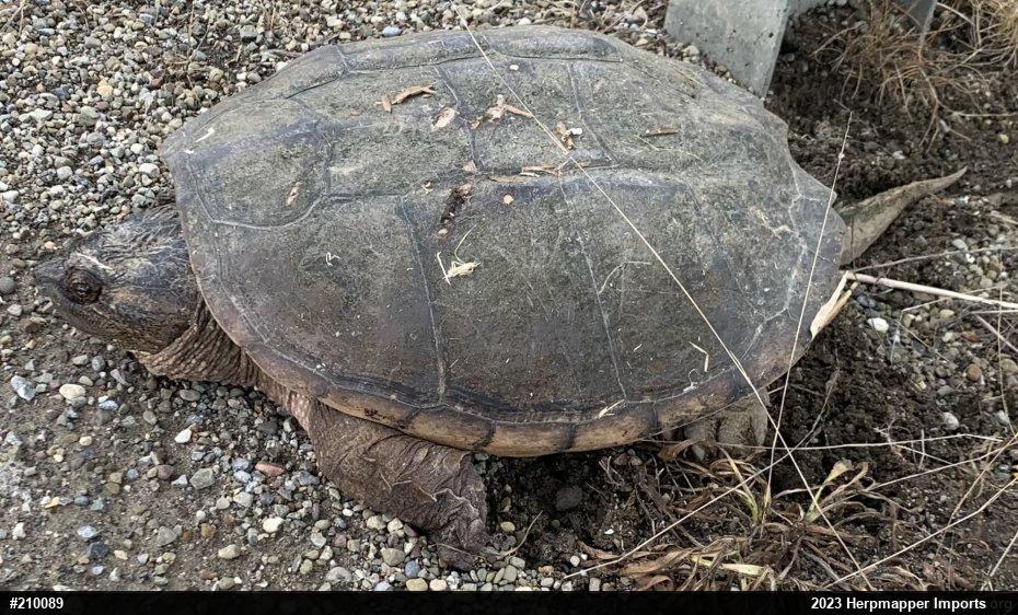 Snapping Turtle