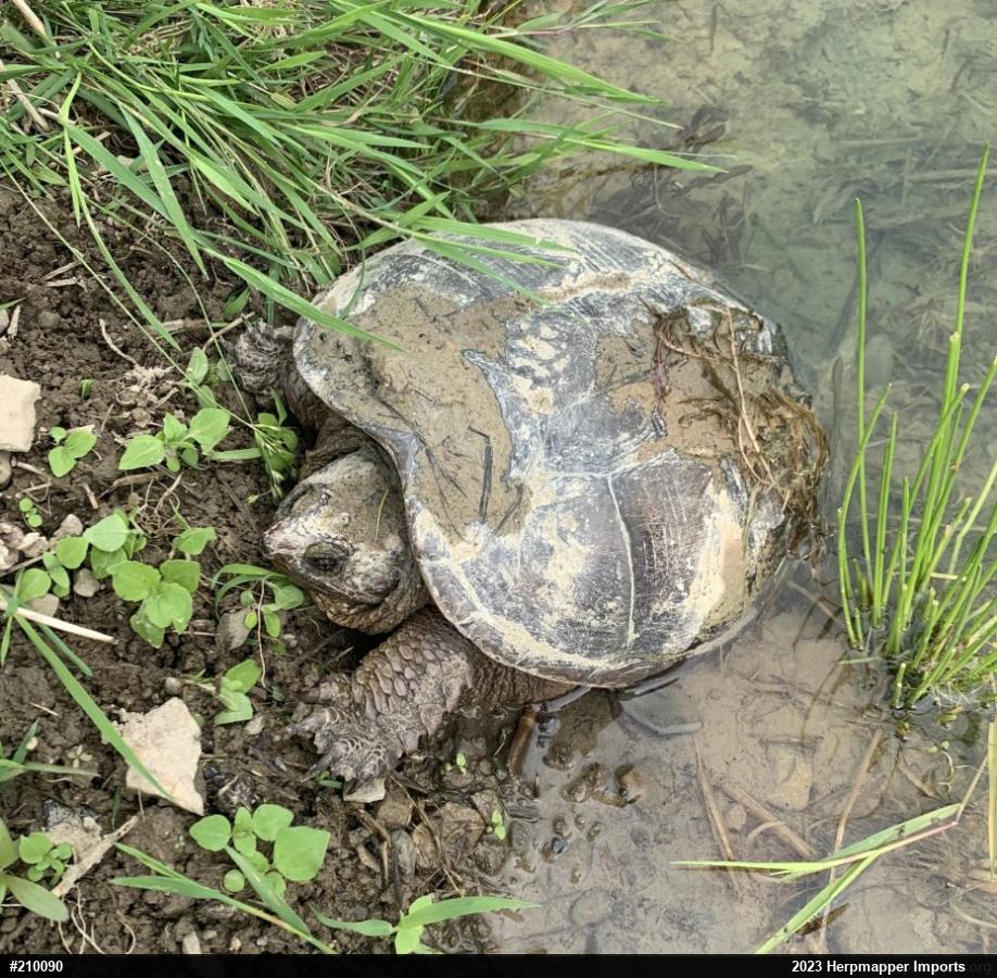 Snapping Turtle
