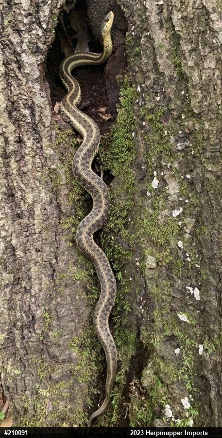 Eastern Gartersnake