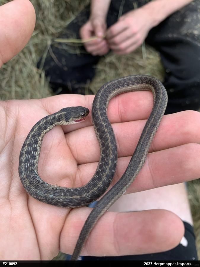Eastern Gartersnake