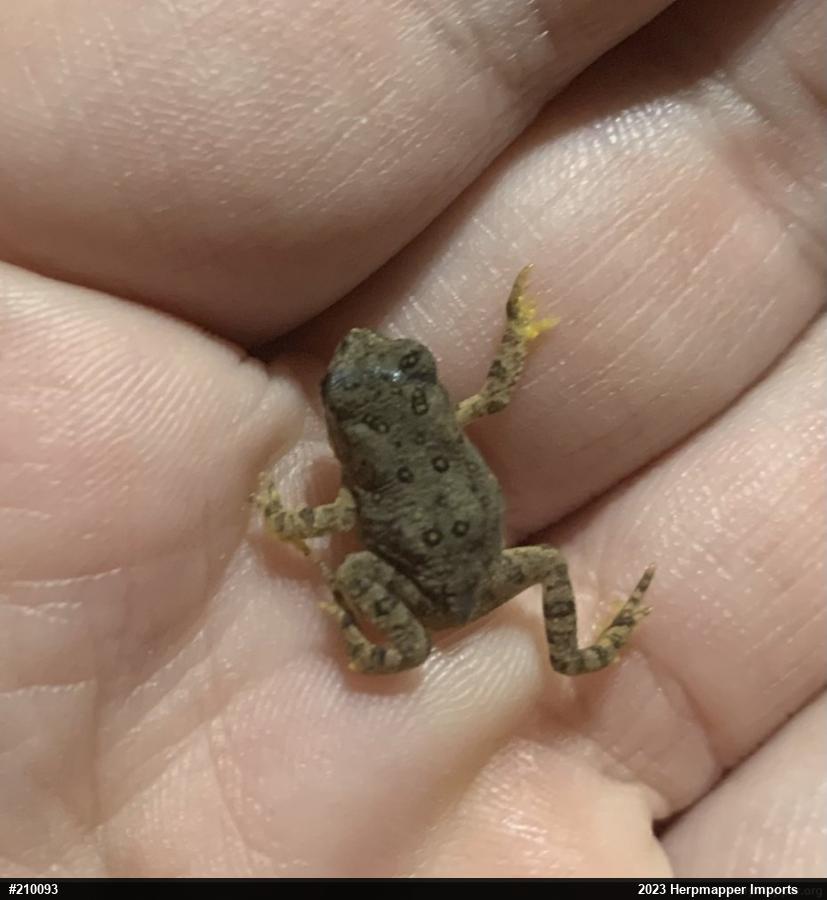 Eastern American Toad