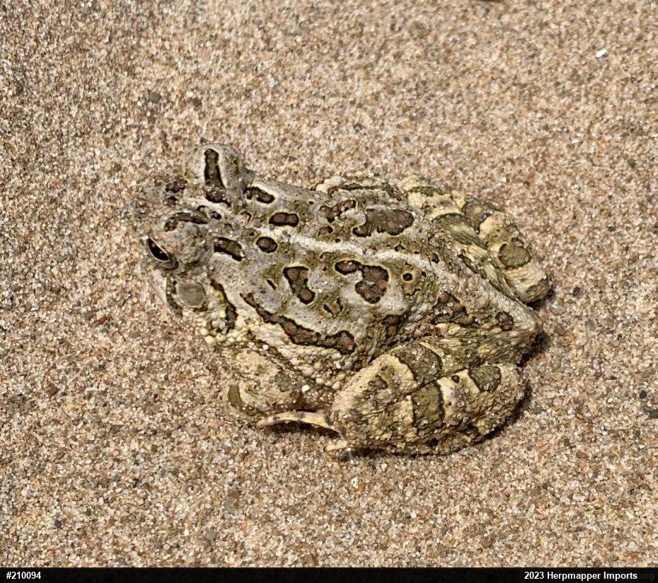 Fowler's Toad