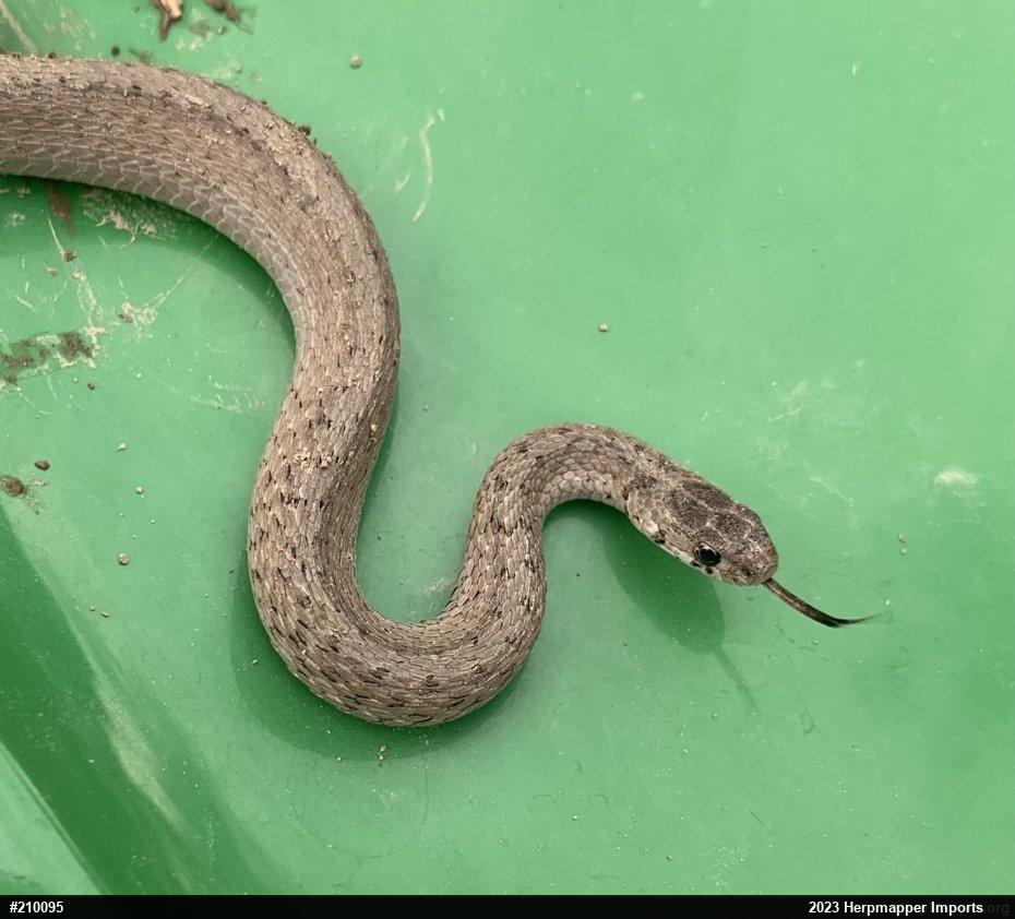 Dekay's Brownsnake