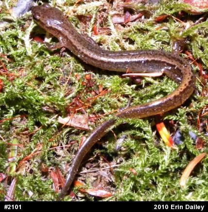 Northern Two-lined Salamander