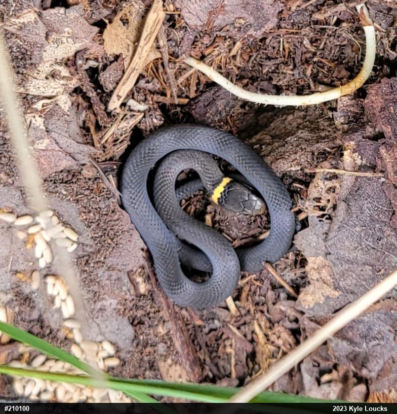 Northern Ring-necked Snake