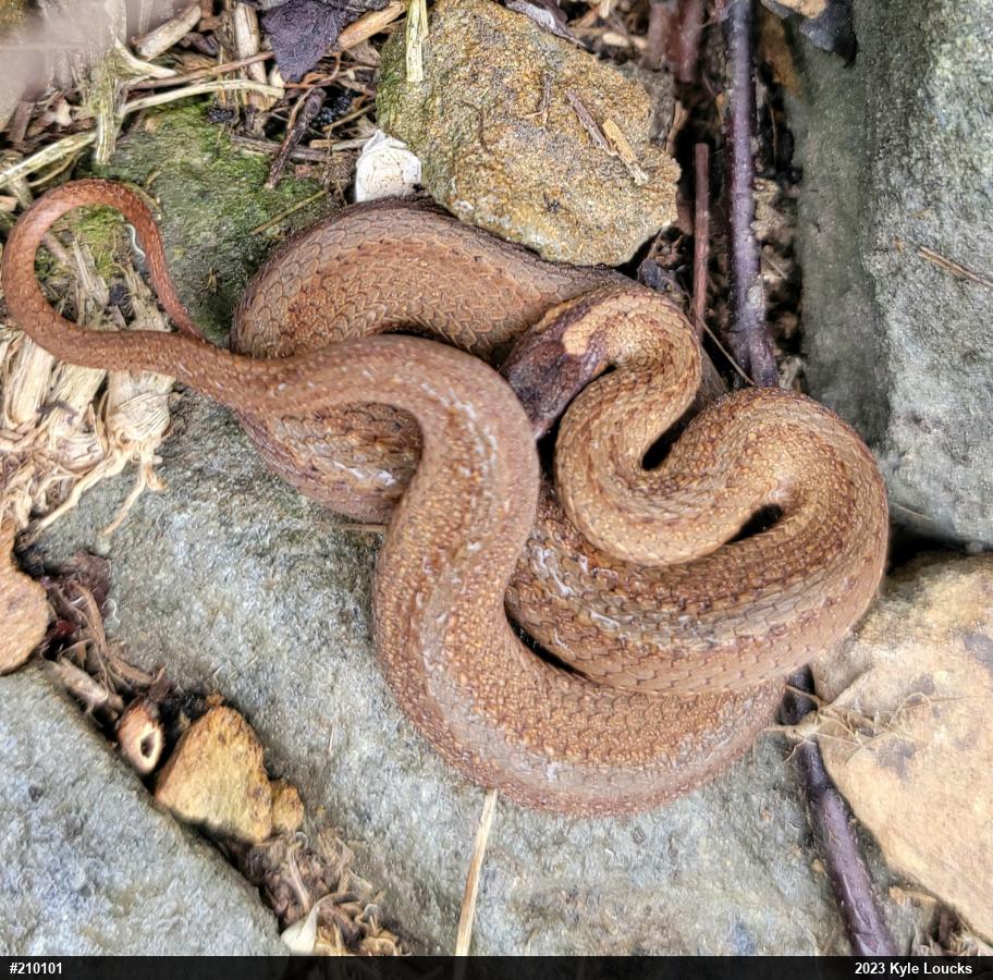 Red-bellied Snake