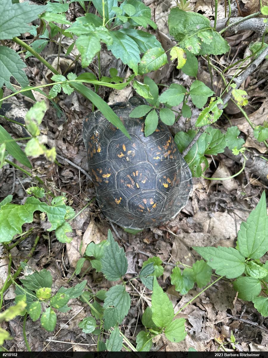 Eastern Box Turtle