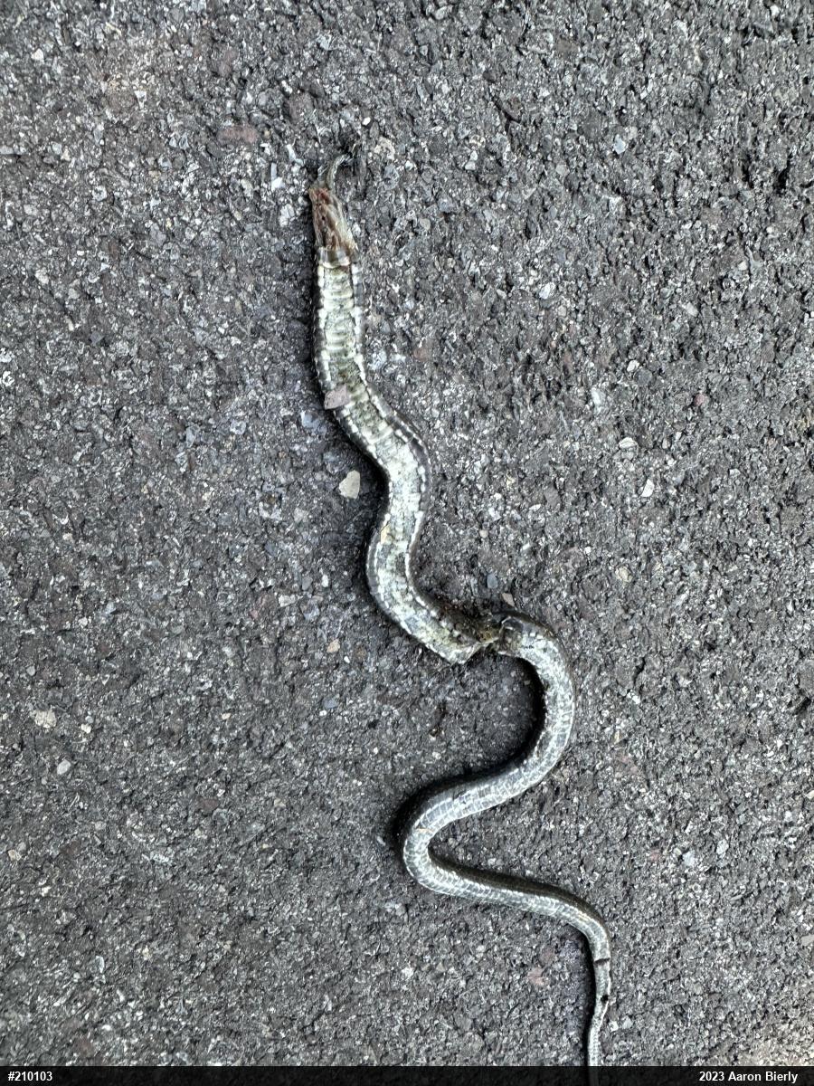 Eastern Ratsnake