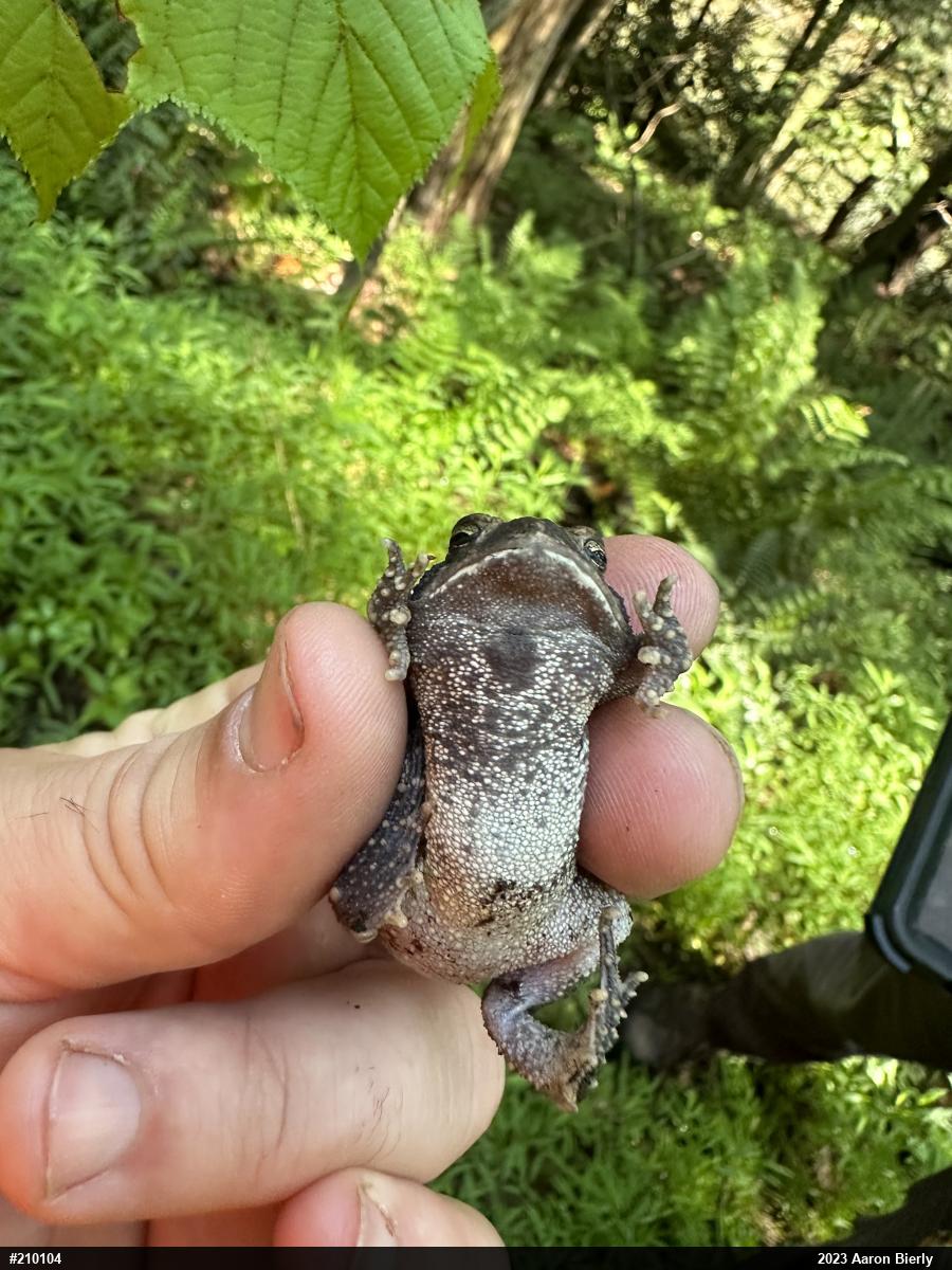 Eastern American Toad