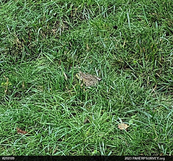 Green Frog