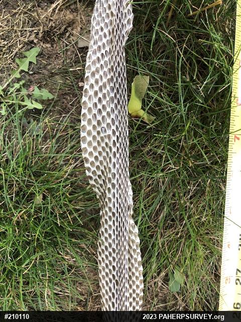 Eastern Ratsnake