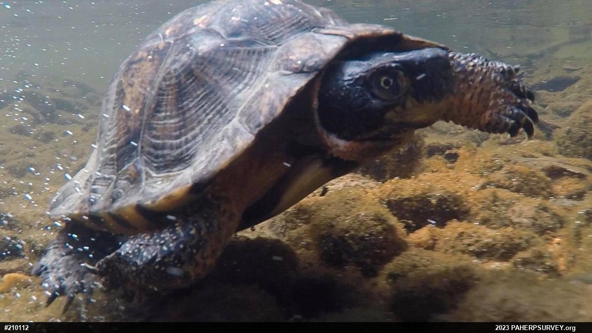 Wood Turtle