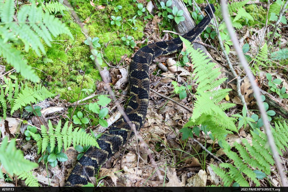 Timber Rattlesnake
