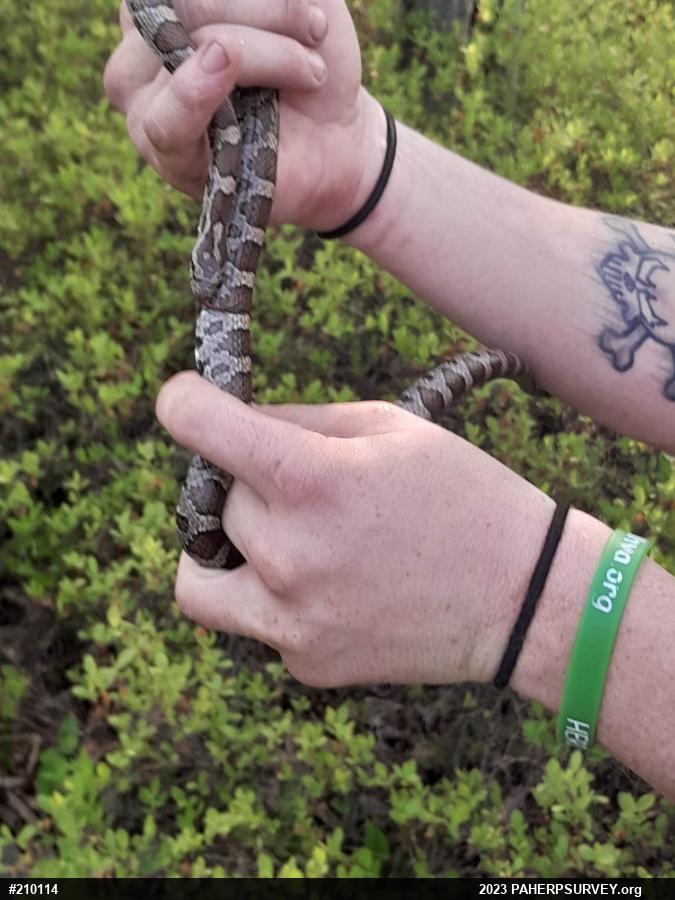 Eastern Milksnake