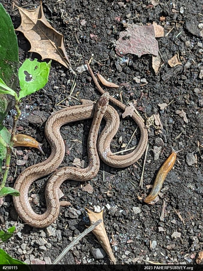 Dekay's Brownsnake