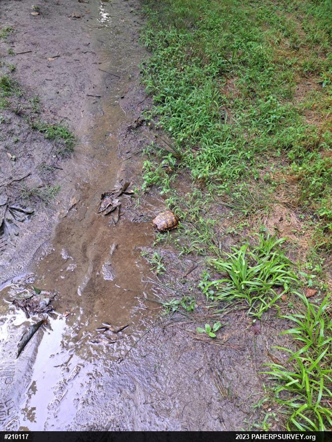 Eastern Box Turtle
