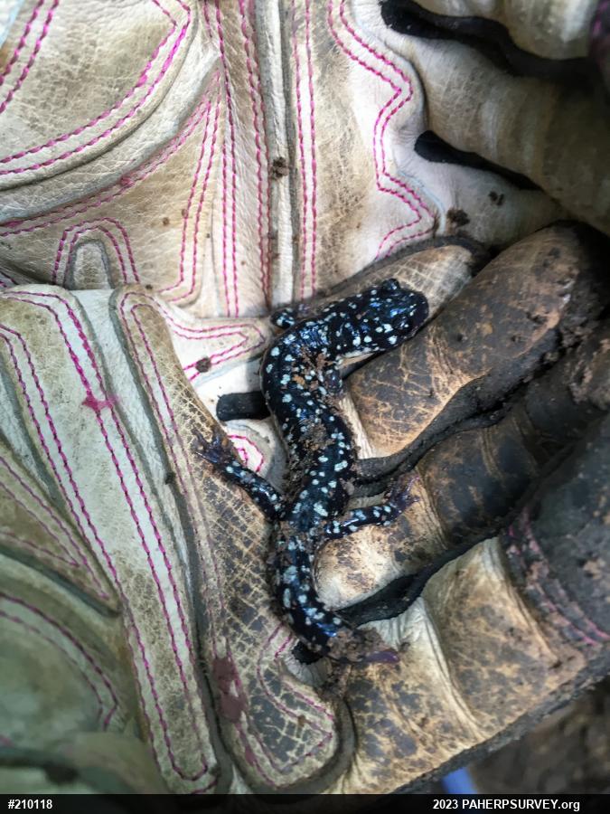 Northern Slimy Salamander