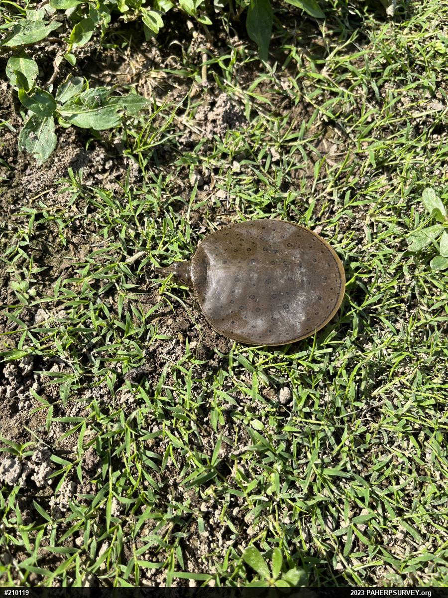 Eastern Spiny Softshell