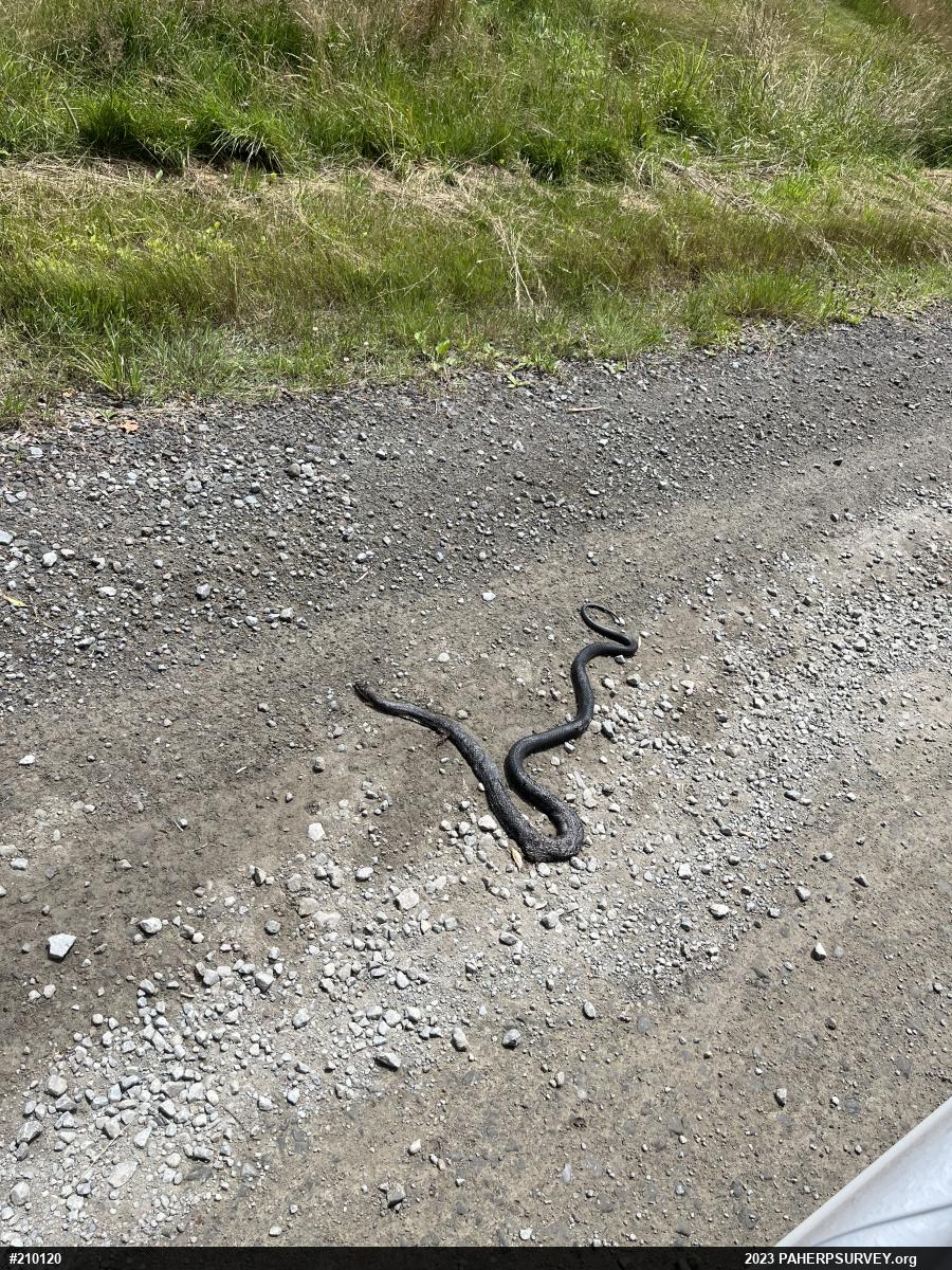 Eastern Ratsnake