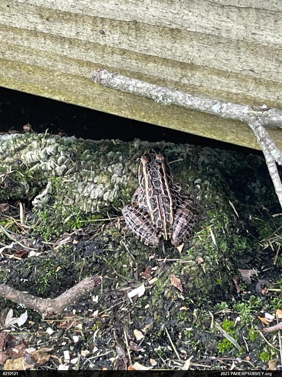 Pickerel Frog
