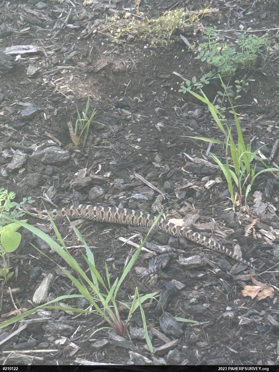Eastern Hog-nosed Snake