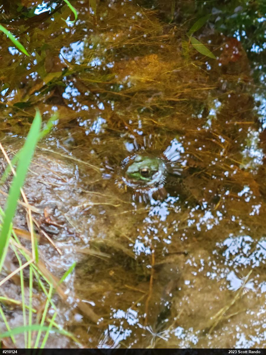 Green Frog