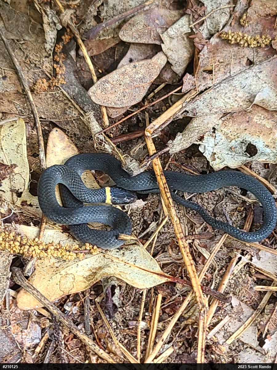 Northern Ring-necked Snake