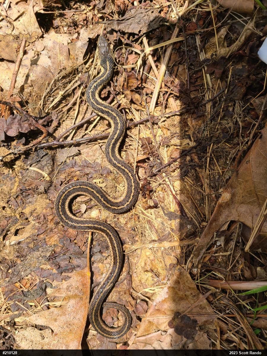 Eastern Gartersnake