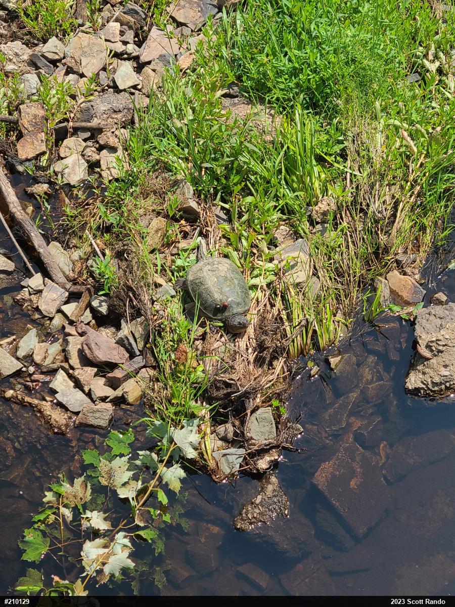 Snapping Turtle