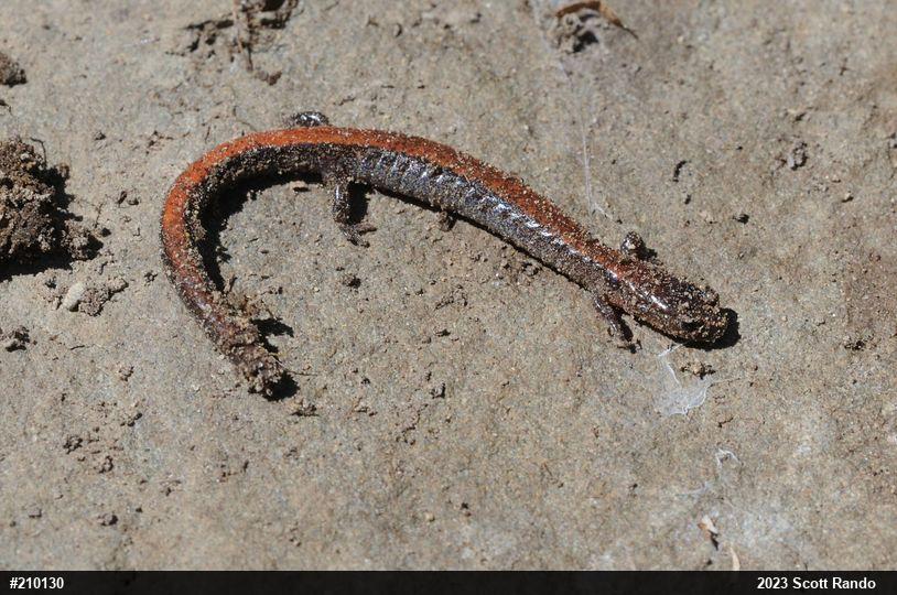 Eastern Red-backed  Salamander
