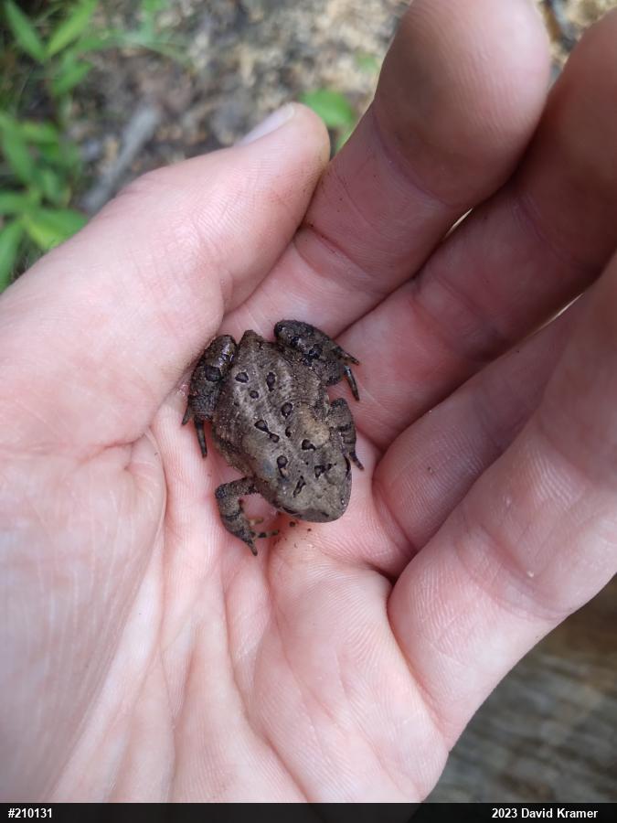 Eastern American Toad