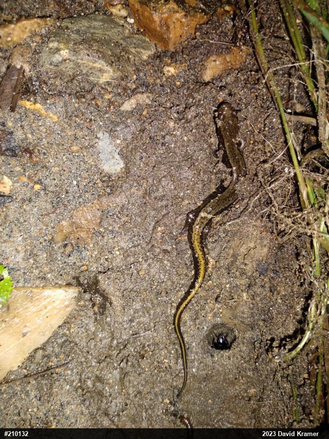 Northern Two-lined Salamander
