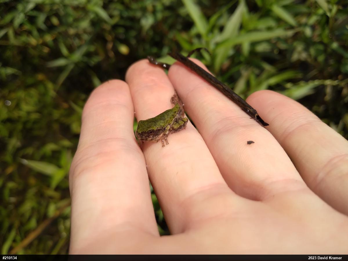 Unknown Gray Treefrog
