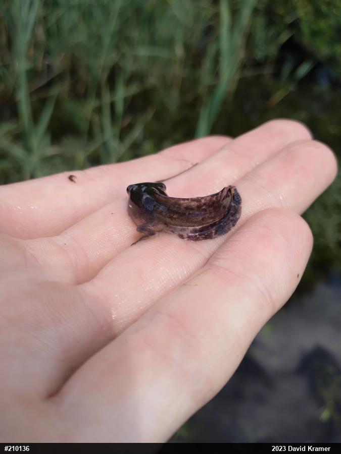 Unknown Gray Treefrog