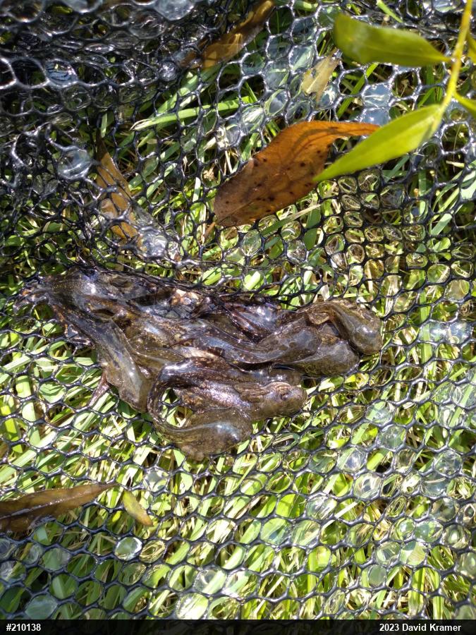 Unknown Gray Treefrog