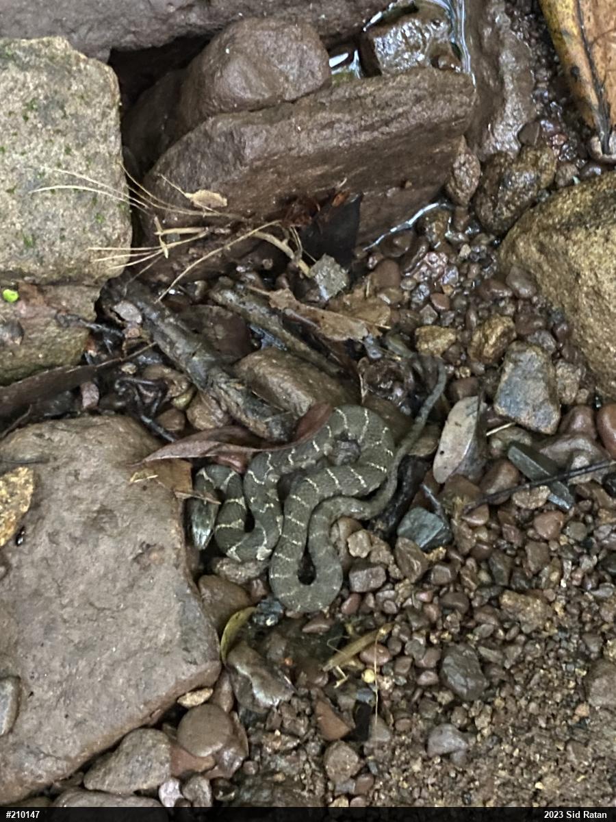 Northern Watersnake