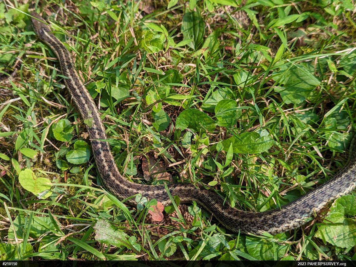 Eastern Gartersnake