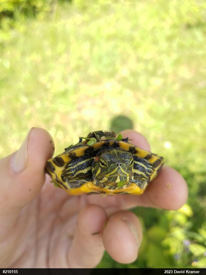 Red-eared Slider