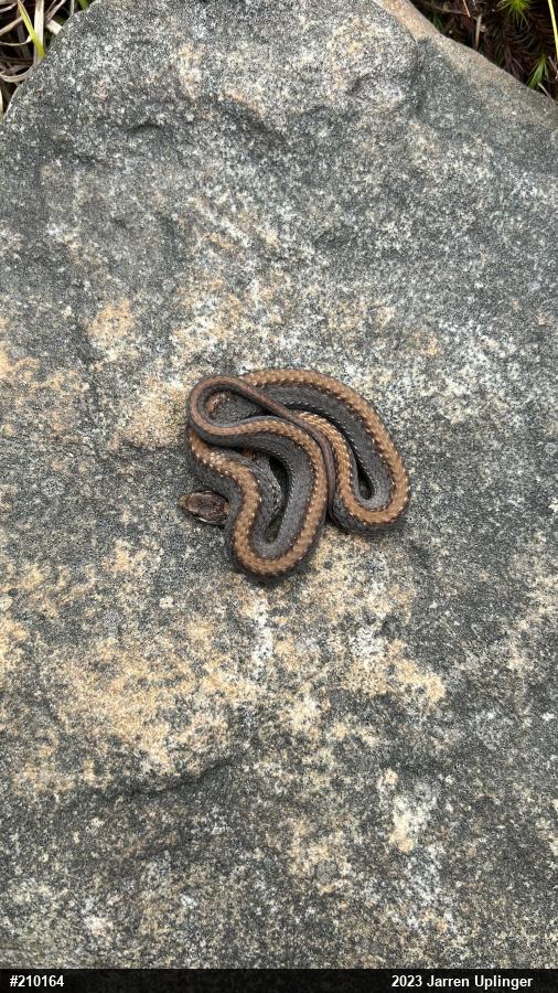 Red-bellied Snake