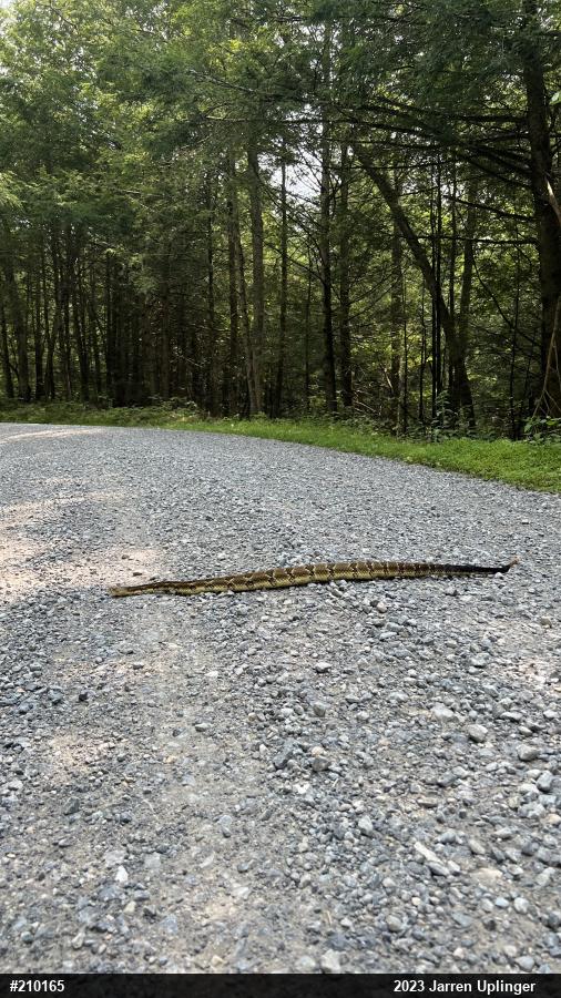 Timber Rattlesnake