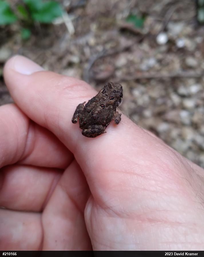 Fowler's Toad