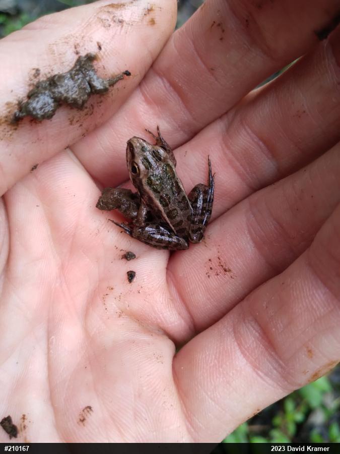 Pickerel Frog