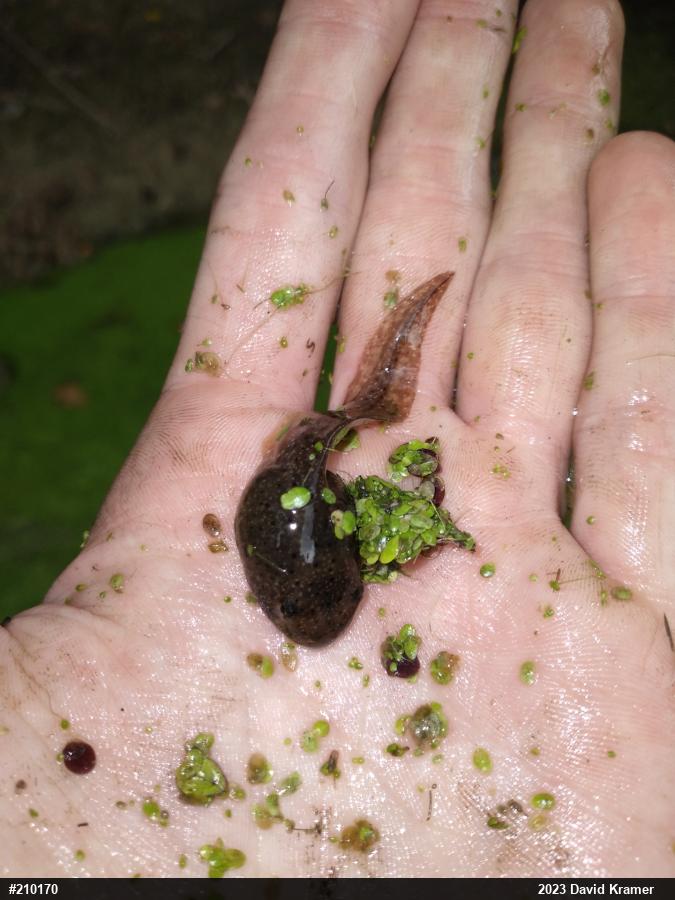 True Frogs
