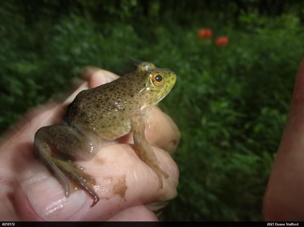 American Bullfrog