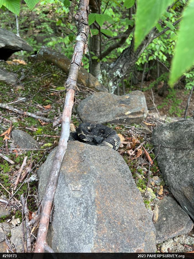 Timber Rattlesnake