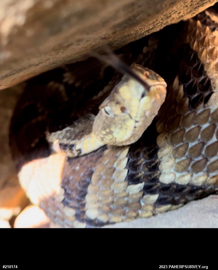 Timber Rattlesnake