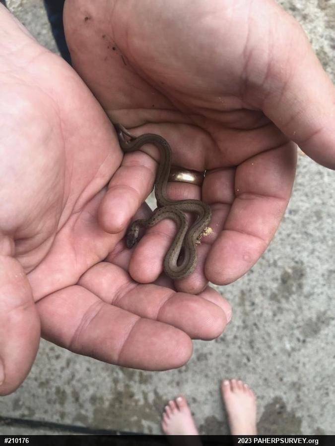 Dekay's Brownsnake